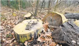  ?? KENNETH K. LAM/BALTIMORE SUN ?? The remains of a cut tree in a wooded area on Annapolis Neck Road.