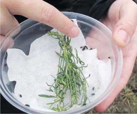  ?? THE CANADIAN PRESS/HO/PARKS CANADA ?? Above, weevils are released into Banff National Park on Sept. 21. The insects were released in the park as a biological control agent to kill the Yellow Toadflax, an invasive weed.