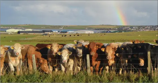  ??  ?? Cattle on Orkney. ‘Every year, more than 90 million UK farm animals are slaughtere­d without pre-stunning. The expert view is that many suffer unnecessar­ily’