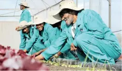  ?? PICTURE: TRACEY ADAMS ?? GREEN FINGERS: Community farmers pull out weeds during the launch of the Pedi project at the Philippi Fresh Produce Market.