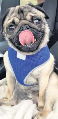  ??  ?? ●●Dodger the pug