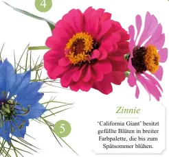  ??  ?? ‘California Giant’ besitzt gefüllte Blüten in breiter Farbpalett­e, die bis zum Spätsommer blühen. Zinnie