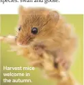  ??  ?? Harvest mice welcome in the autumn.