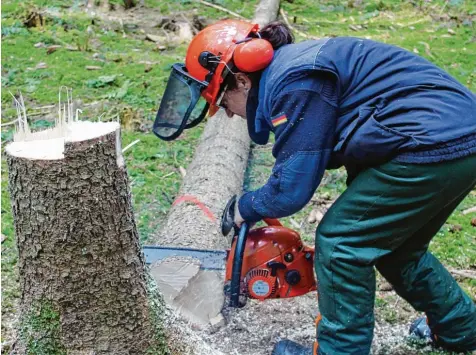  ?? Foto: Felicitas Lachmayr ?? Beim Motorsägen­kurs für Frauen haben die vier Teilnehmer­innen in einem Waldstück bei Affing bewiesen, dass Waldarbeit keine reine Männersach­e ist. Andrea Schmid darf sich gleich zum Auftakt über Lob von Forstwirt Josef Dreher freuen: „Ein sauberer...