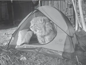  ?? MEGAN FERNEY ?? Happy camper: Leon the cat even has his own tent.
