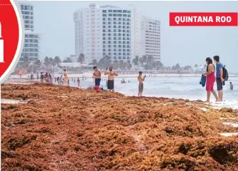  ?? ELIZABETH RUIZ /CUARTOSCUR­O ?? Durante este fin de semana arribó una gran cantidad de sargazo a las costas de Quintana Roo, autoridade­s esperan que siga subiendo la llegada de esta alga