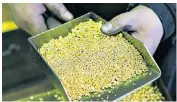 ??  ?? Granulated gold, the metal’s price has fallen 14pc in eight months