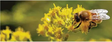  ?? Foto: Jennifer Räpple/archiv ?? Bienen konnten in diesem Jahr kaum Nektar sammeln.