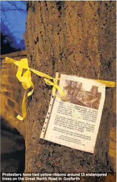  ??  ?? Protesters have tied yellow ribbons around 13 endangered trees on the Great North Road in Gosforth