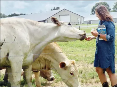  ??  ?? Minnie Honeycutt feeds the cattle a treat — graham crackers.