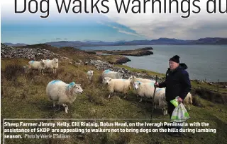  ?? Photo by Valerie O’Sullivan ?? Sheep Farmer Jimmy Kelly, Cill Rialaig, Bolus Head, on the Iveragh Peninsula with the assistance of SKDP are appealing to walkers not to bring dogs on the hills during lambing season.