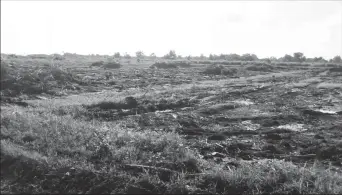  ?? ?? Fields that were once occupied by sugarcane plants for research are now empty