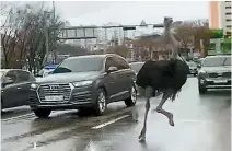  ?? Yonhap ?? Runaway ostrich
An ostrich gallops on the road in Seongnam, Gyeonggi Province, Tuesday, after escaping from an ecological park. Police and firefighte­rs captured the animal at a factory building site nearby.