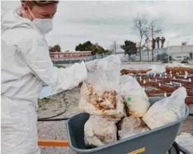  ?? Photograph: Adam Amengual ?? Danielle Stevenson lifts fungi material used in her research study.