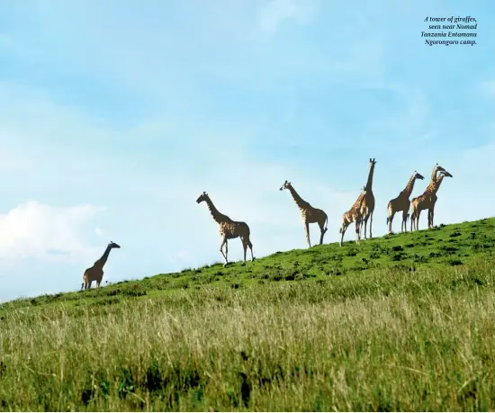  ??  ?? A tower of giraffes, seen near Nomad Tanzania Entamanu Ngorongoro camp.
