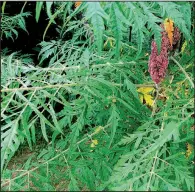  ??  ?? Sumac seed heads are bird-friendly as well as attractive.