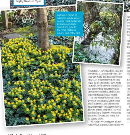  ??  ?? A glorious carpet of sunshine-yellow winter aconites and Cyclamen hederifoli­um. Right, snowdrops grow by the moat that runs around part of the plot