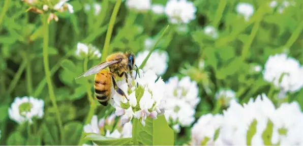  ??  ?? Das Volksbegeh­ren „Rettet die Bienen“stößt bei einem Diskussion­sabend in Großaiting­en auf großes Interesse.