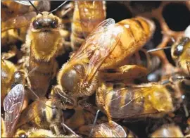  ?? Rich Pedroncell­i Associated Press ?? BEEHIVE THEFTS have become more common as disease has increasing­ly killed the insects, says a beekeeper whose hives were stolen in Yuba City, Calif.