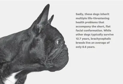  ?? GETTY IMAGES ?? Brachyceph­alic dogs have short heads without a pronounced muzzle, which makes it hard for them to breathe.