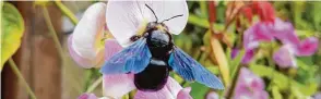  ??  ?? Zuerst dachte die Augsburger­in Irmgard Sturm, da sei eine große schwarze Hummel in ihrem Schreberga­r ten gelandet. Sie recherchie­rte und stellte fest: Es ist eine Große Holzbiene.