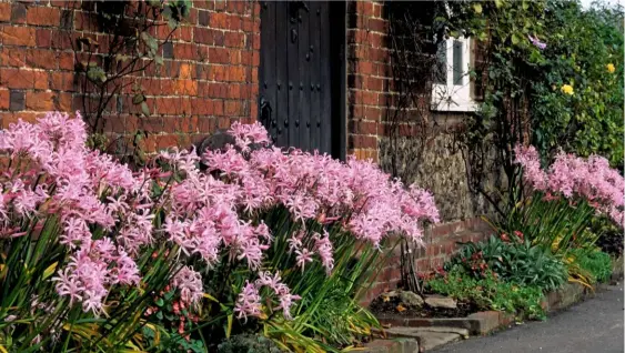  ??  ?? A glorious display of nerines greets visitors to this home. Their long stems lift the frothy flowerhead­s above other plants in an edged bed.