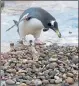  ??  ?? MATING SEASON: Penguins gather pebbles for nests.