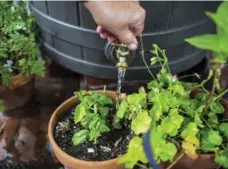  ?? KENT NISHIMURA/TRIBUNE NEWS SERVICE ?? Rain barrels will collect warm, oxygen-rich water that will cost you nothing and your plants will love.