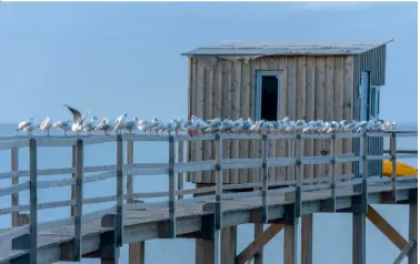  ??  ?? Le carrelet, perché sur son estacade, surveille la plage aux Coquillage­s. Il n’est pas rare que les oiseaux viennent lui prêter main-forte.