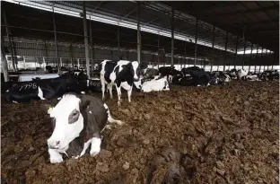  ??  ?? HEBRON: Cows lie down at the Jebrini dairy farm in the West Bank town of Hebron, where cow dung is used to produce electricit­y as an alternativ­e power source, on April 10, 2017. Power comes in many forms, but Palestinia­n cattle farmer Kamal...