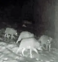  ?? ?? Filmati
Un branco di lupi ripreso negli anni scorsi da una fototrappo­la piazzata nei boschi dell’Altopiano di Asiago