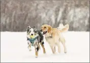  ?? Christian Abraham / Hearst Connecticu­t Media ?? Dogs enjoy the snow in Winslow Park in Westport on Dec. 30. An animal’s tolerance to cold weather can vary based on its breed, age, fitness level and health.