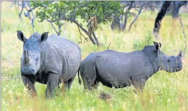  ?? Picture: KATHERINE MUICK ?? IN THE CROSSHAIRS: Tradition and culture are often blamed for the continued use of rhino horn and the markets for the product will only cease to exist when demand dissipates.