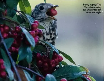  ??  ?? headlines as they wisely choose to ignore our much hyped government policies. Berry happy: The Thrush enjoying his winter feed in seasonal style