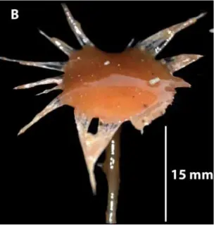  ??  ?? Etçil süngerler, ince iplikler veya kancalar kullanarak küçük kabuklular­ı ve diğer avları yakalayara­k beslenir. (Ekins et al., Zootaxa, 2020)