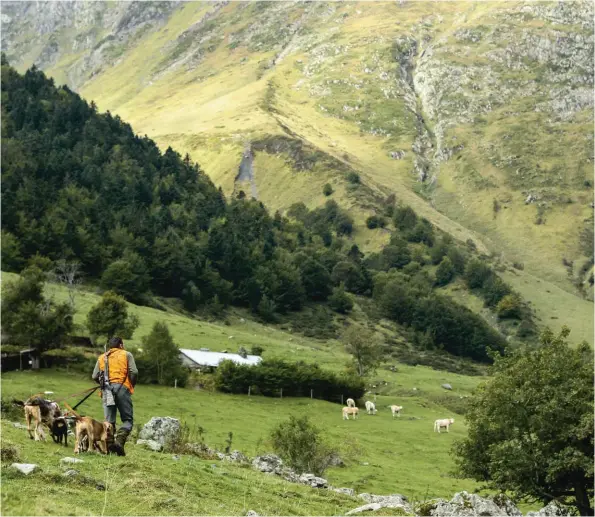  ??  ?? Les territoire­s vastes et fortement dénivelés sont l’apanage des chiens endurants et bien gorgés.