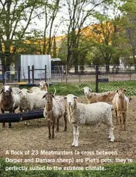  ??  ?? A flock of 23 Meatmaster­s (a cross between Dorper and Damara sheep) are Piet’s pets; they’re perfectly suited to the extreme climate.