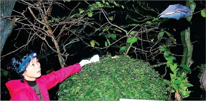  ??  ?? ENIGMATIC: ‘Batwoman’ Shi Zhengli at work with bats, including the horseshoe species, right, and, top, at the Wuhan Institute of Virology. Right: How we revealed concerns about the lab last April