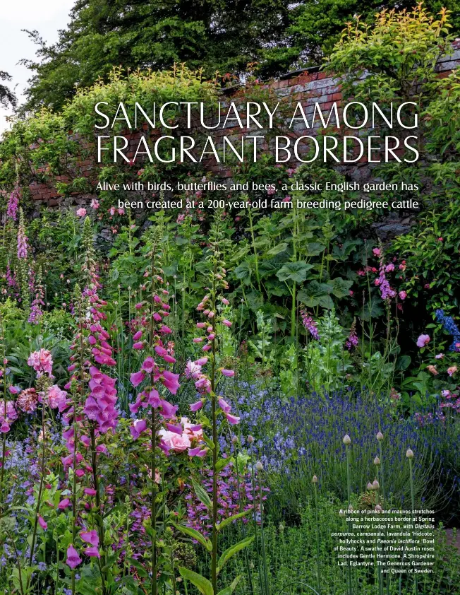  ??  ?? A ribbon of pinks and mauves stretches along a herbaceous border at Spring Barrow Lodge Farm, with Digitalis purpurea, campanula, lavandula ‘Hidcote’, hollyhocks and Paeonia lactiflora ‘Bowl of Beauty’. A swathe of David Austin roses includes Gentle Hermione, A Shropshire Lad, Eglantyne, The Generous Gardener and Queen of Sweden.