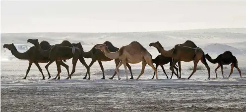  ?? Foto: AFP/Karim Jaafar ?? Katarische Kamele an der Grenze zu Saudi-Arabien: Eher gehen diese durch ein Nadelöhr als die Riad-Clique auf einem Weg der Verständig­ung.