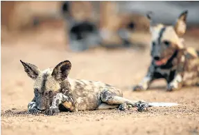 ??  ?? They’re not related to domestic dogs, but the puppies are just as cute.