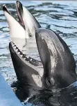  ?? NICK PROCAYLO ?? The Vancouver park board voted in May to ban the keeping of cetaceans at the Vancouver Aquarium in Stanley Park.