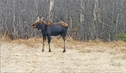  ?? JENNIFER WEEKS PHOTO ?? This young male mainland moose has been spotted in Abercrombi­e over the past month or so. Trees with stripped bark where it has fed can be seen.