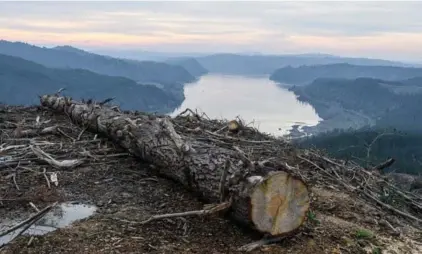  ?? BASTIAN GYGLI ?? Death of a forest near the Biobio River in Chile. La muerte de un bosque cerca del río Biobio en Chile.