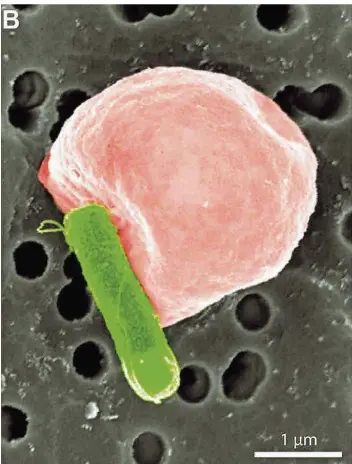  ?? FOTO: MPG ?? Nano-Transporte­r: Diese eingefärbt­e Mikroskop-Aufnahme zeigt ein Bakterium (grün), das ein rotes Blutkörper­chen, das mehrfach so groß ist, zu einem festgelegt­en Ziel im Körper bugsiert.