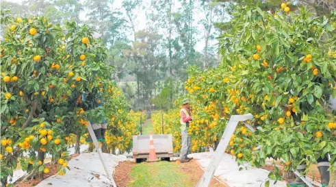  ??  ?? Mandarins are being harvested early in Kerikeri.