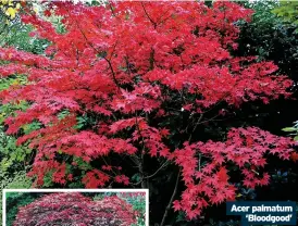 ?? ?? Acer palmatum ‘Bloodgood’