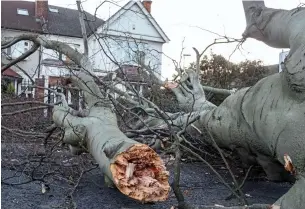  ??  ?? Trunk road: Fallen tree blocked the way in Wanstead in East London