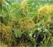  ??  ?? European dodder (Cuscuta europaea) is a holoparasi­tic plant. Its seeds germinate in soil but they must quickly attach themselves to a host by sinking special roots into the host plant. The dodder’s roots then die off.