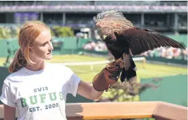  ??  ?? Rufus the Hawk is held by handler Imogen Davies.